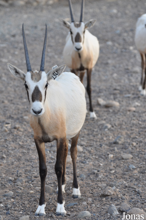 Oryx leucoryx