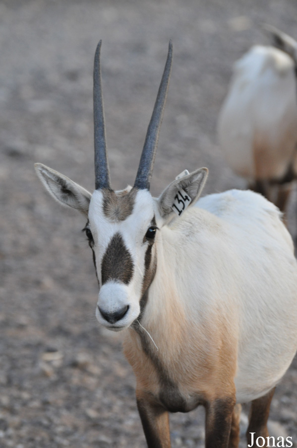 Oryx leucoryx