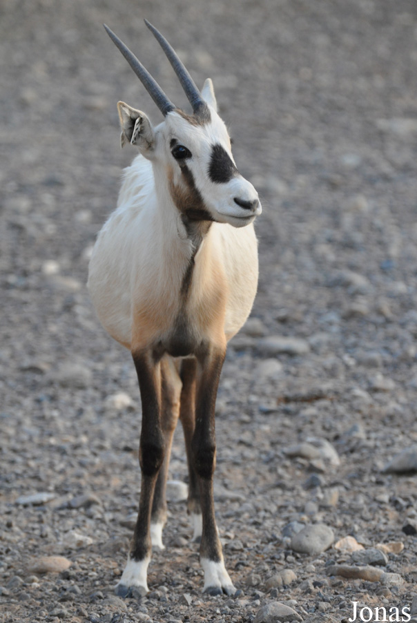 Oryx leucoryx