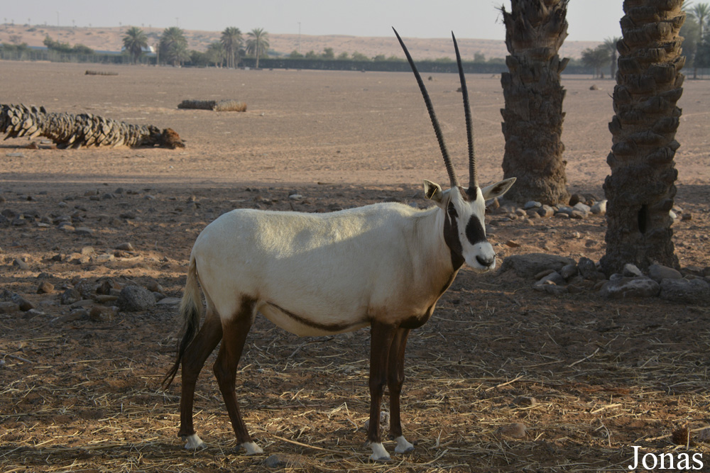 Oryx leucoryx