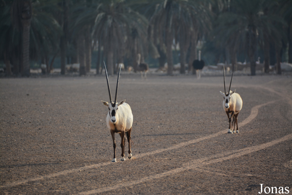 Oryx leucoryx