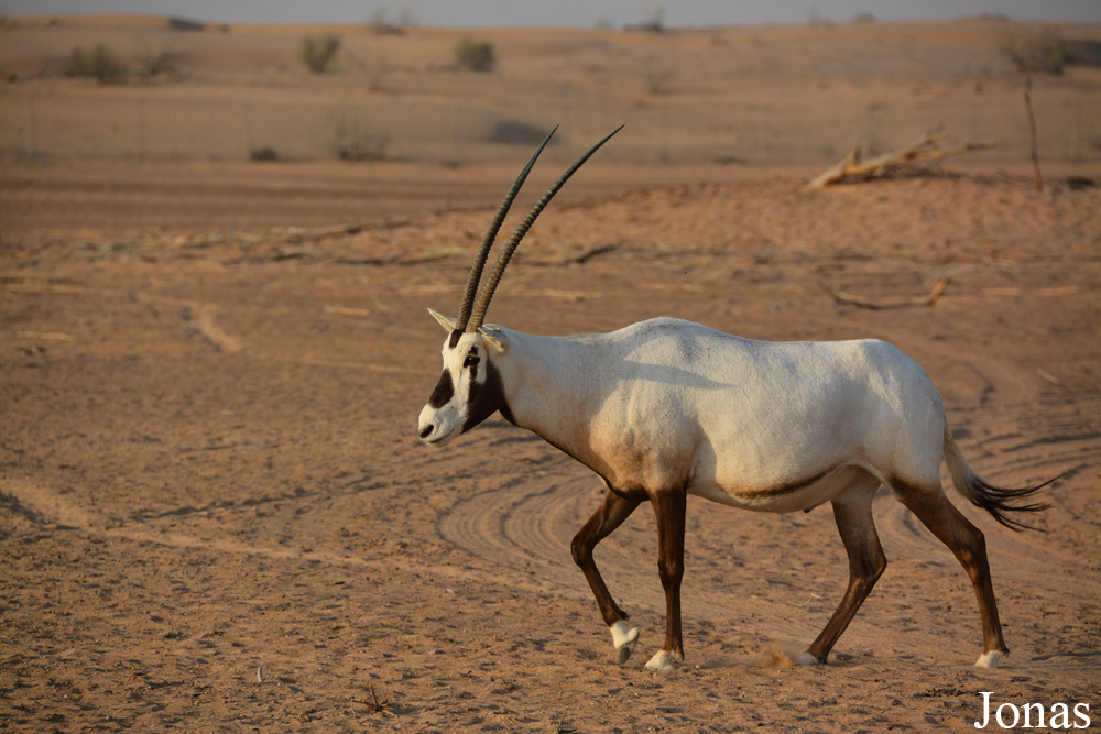 Oryx leucoryx