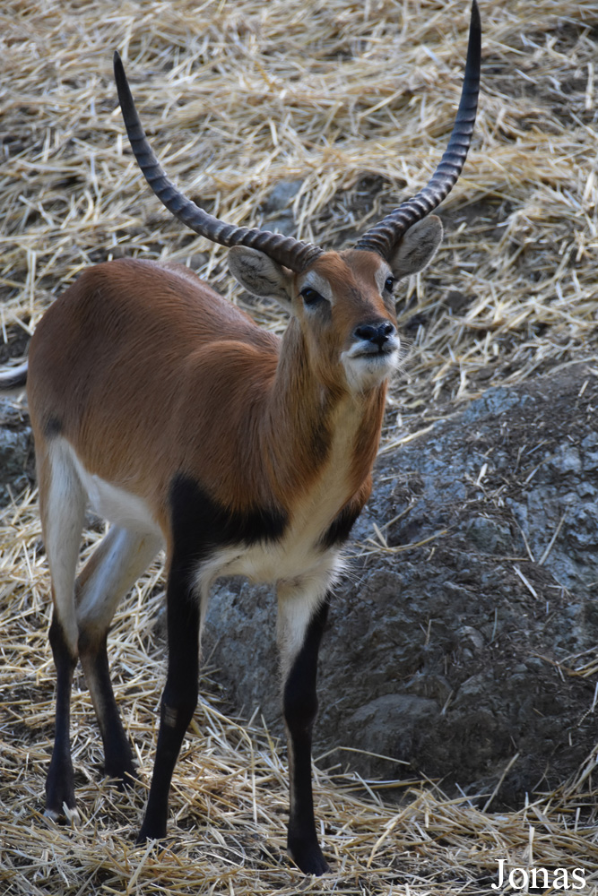 Kobus leche kafuensis