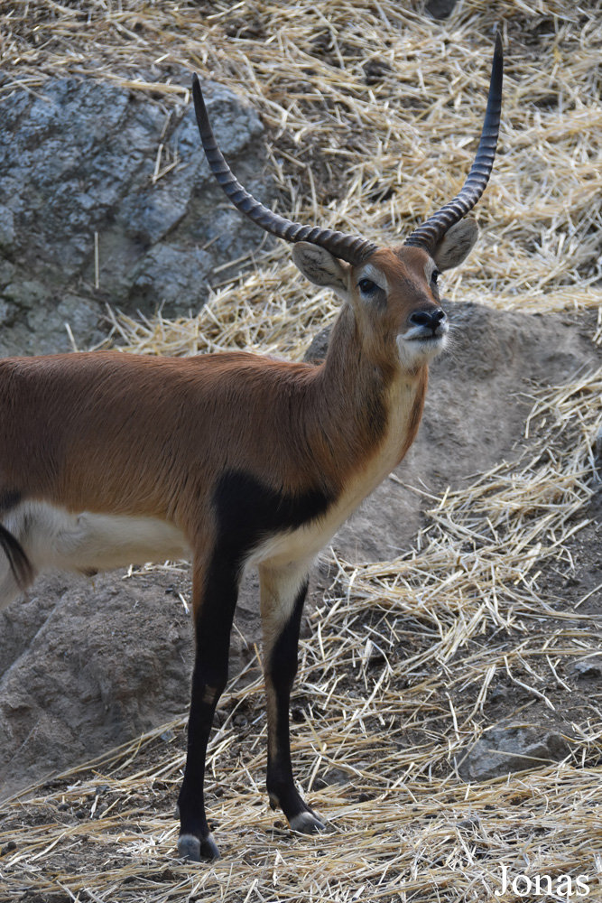 Kobus leche kafuensis