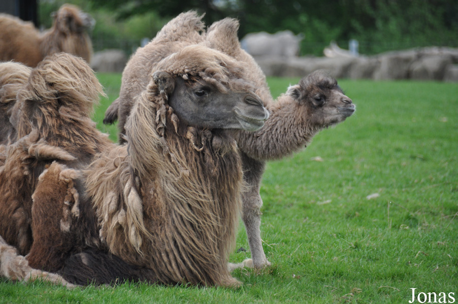 Camelus bactrianus