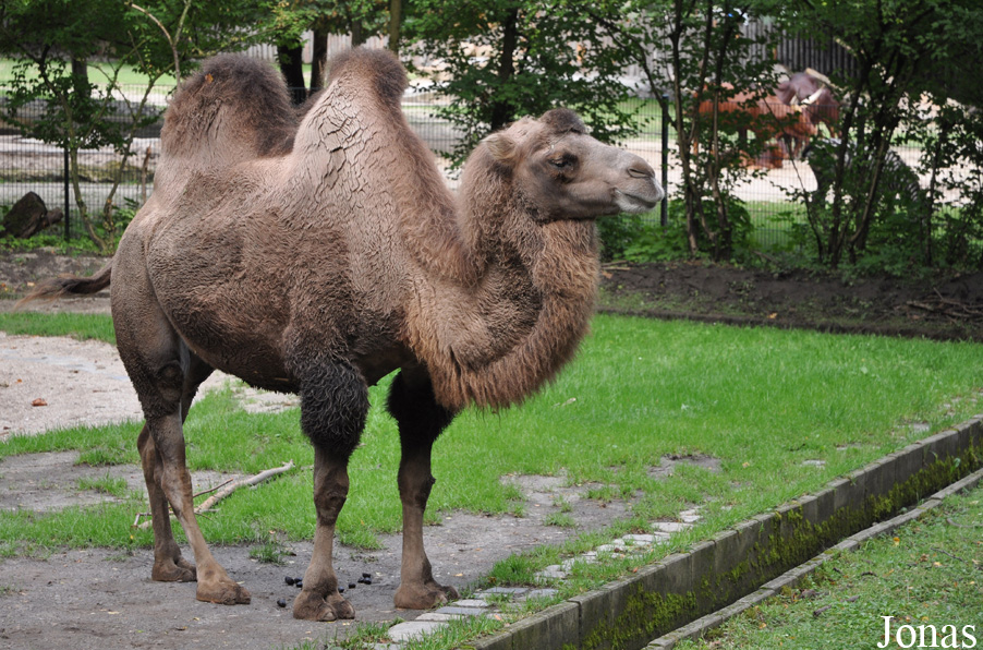 Camelus bactrianus