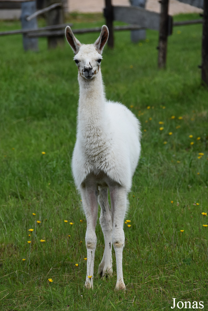 Lama glama