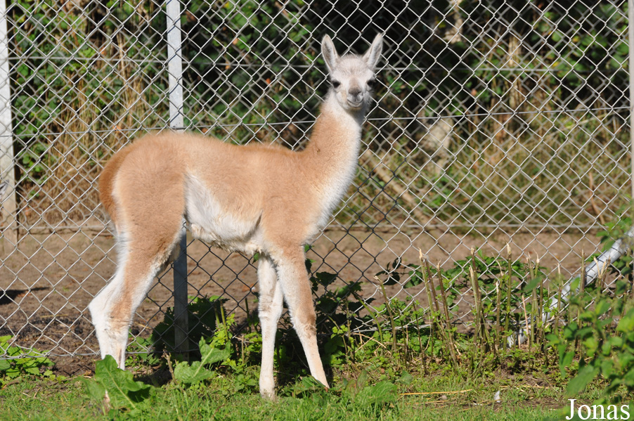 Lama guanicoe
