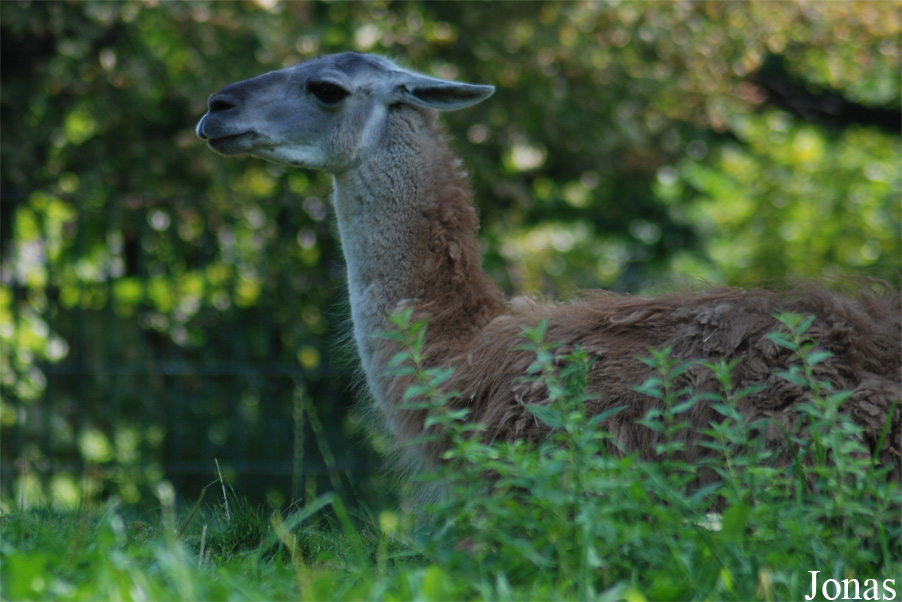 Lama guanicoe