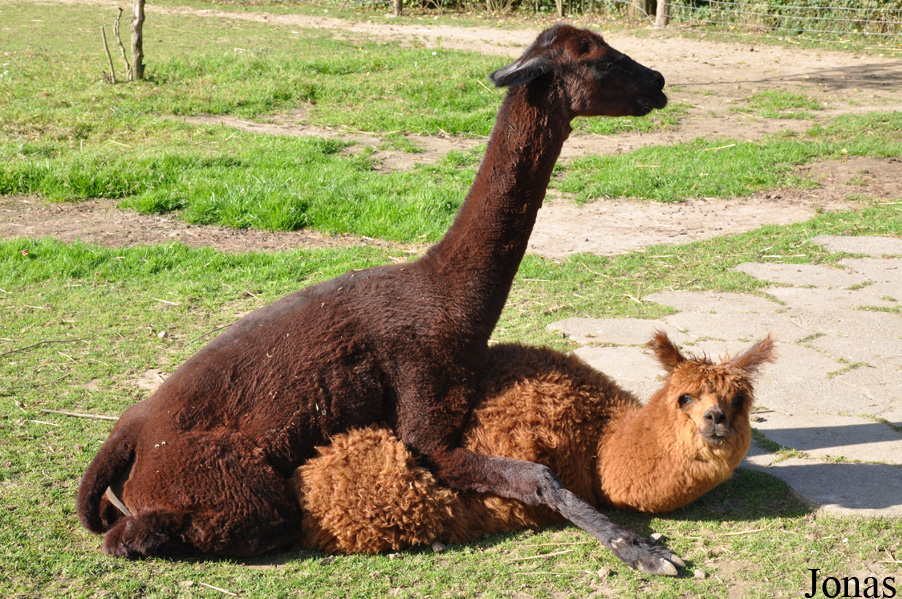Lama pacos
