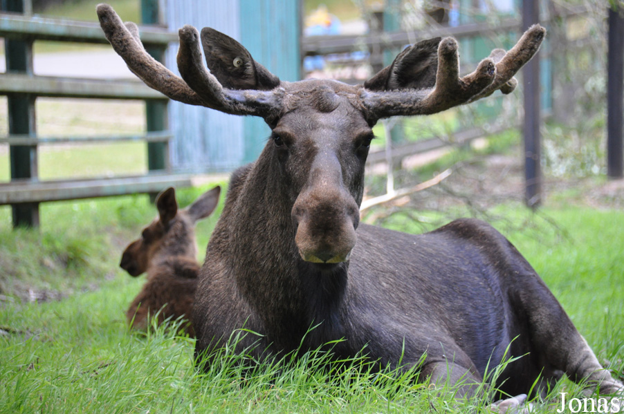 Alces alces