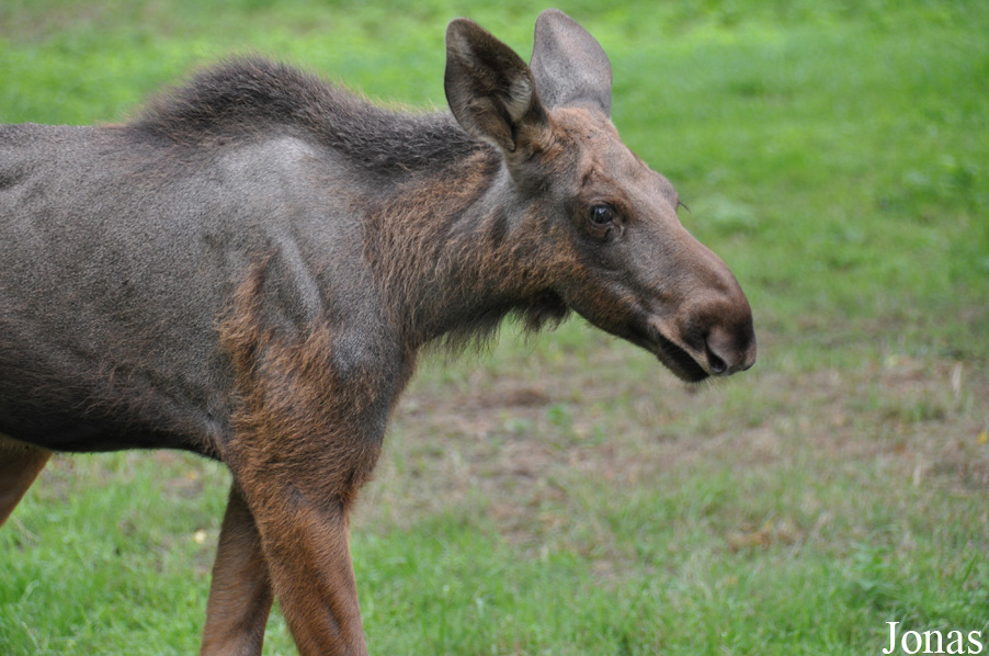 Alces alces