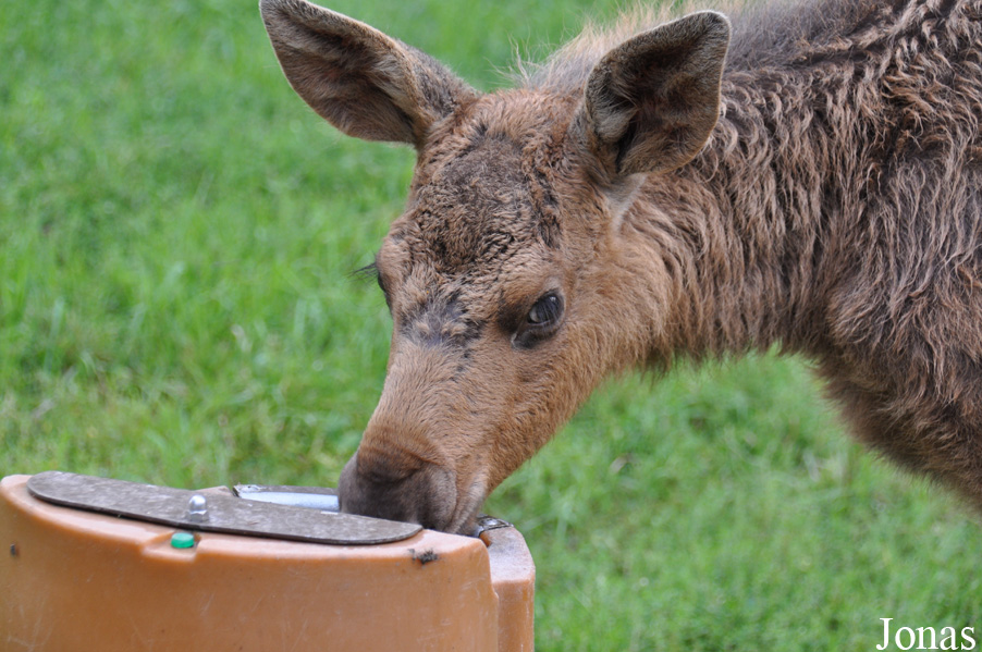 Alces alces