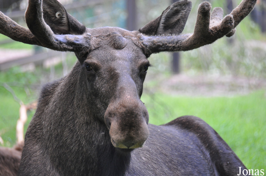 Alces alces