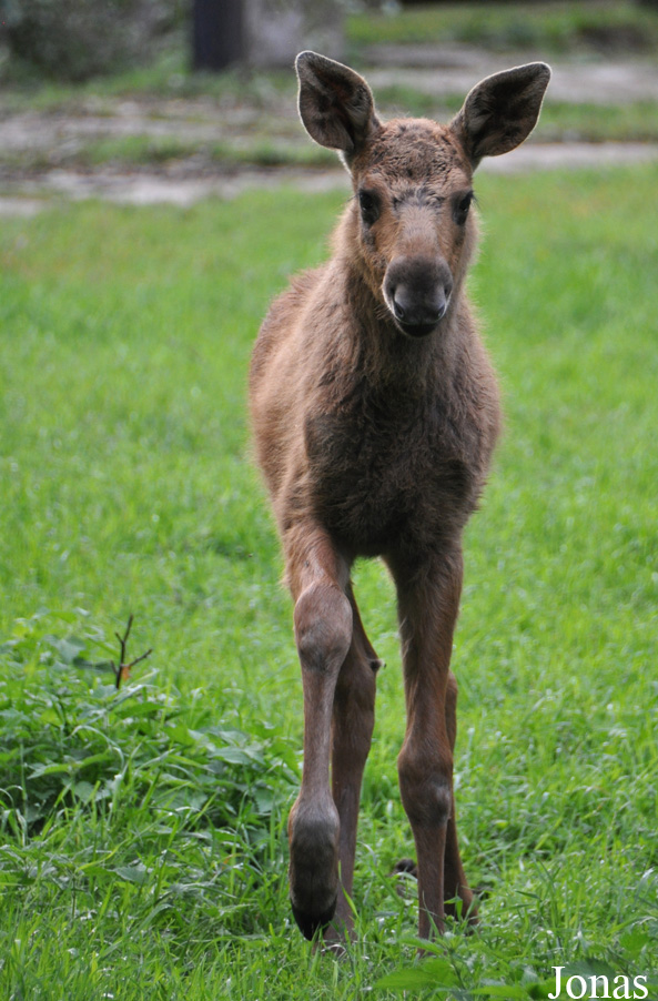 Alces alces
