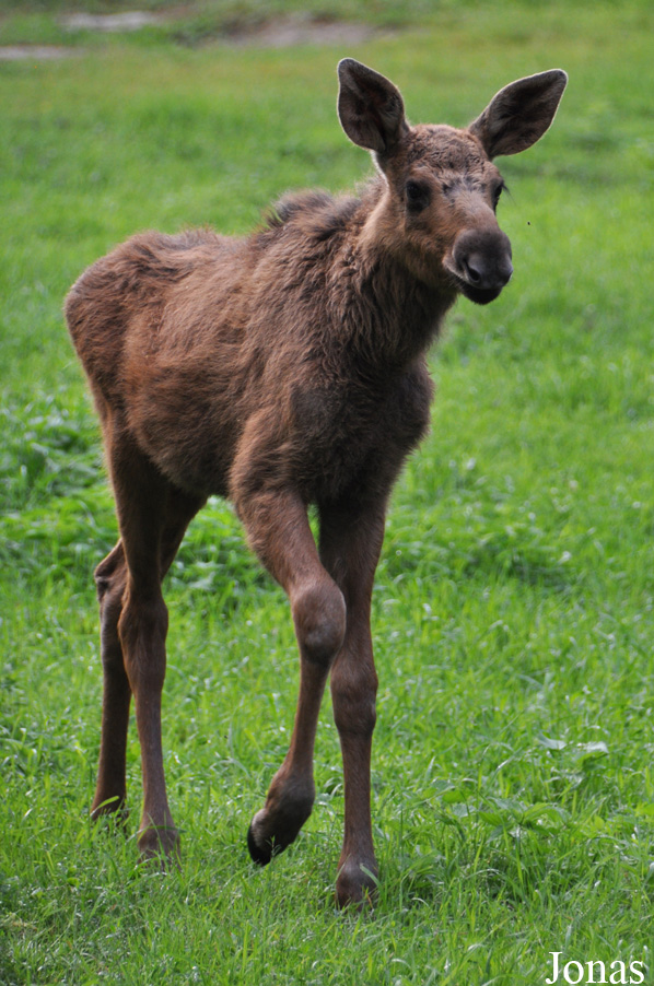 Alces alces