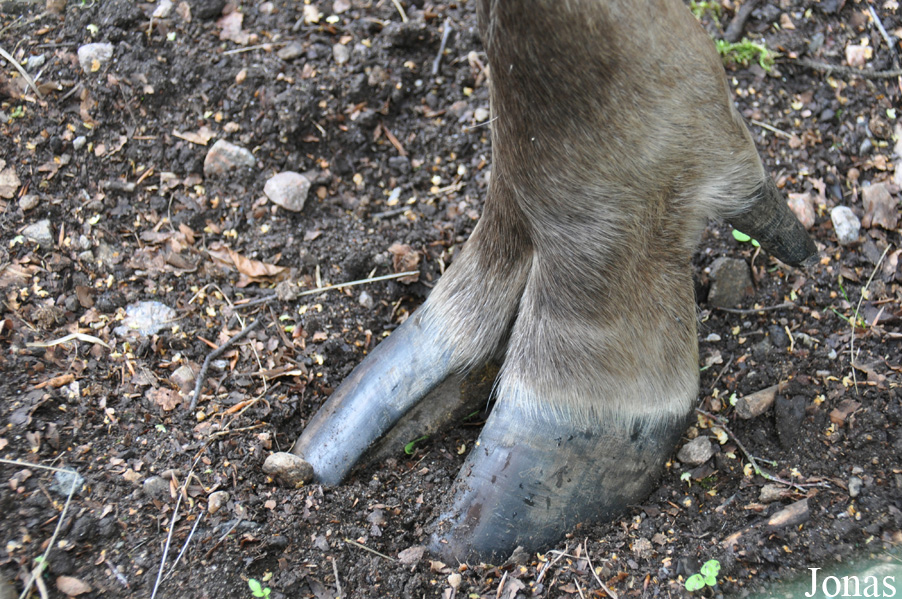 Alces alces