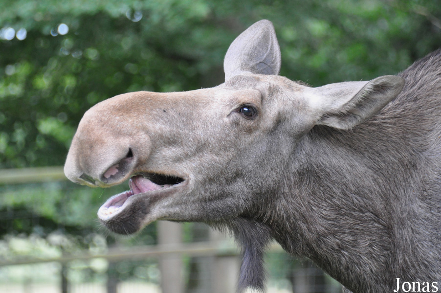 Alces alces
