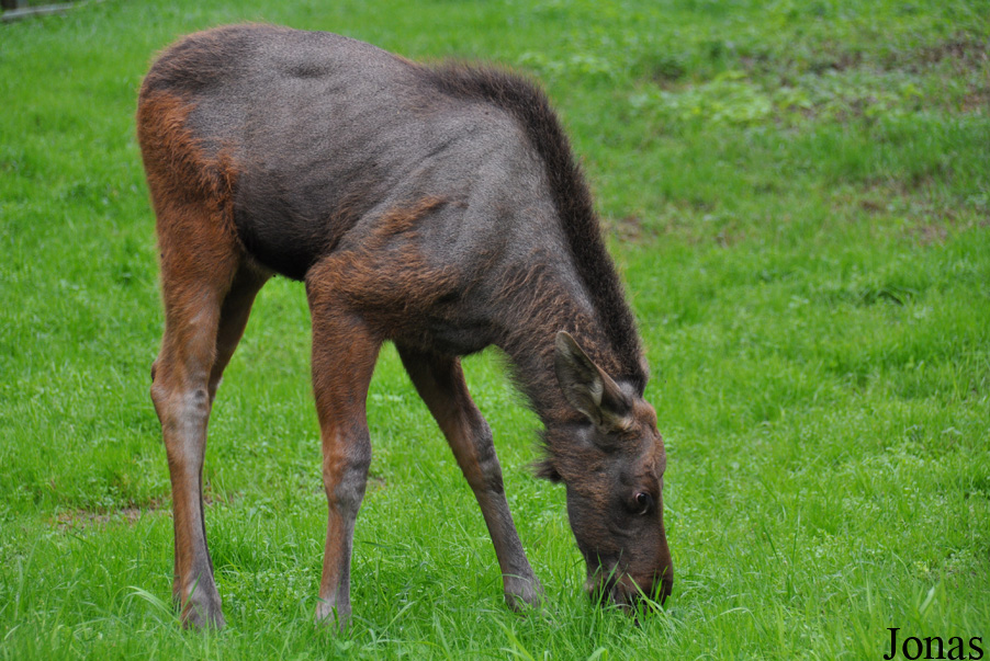 Alces alces