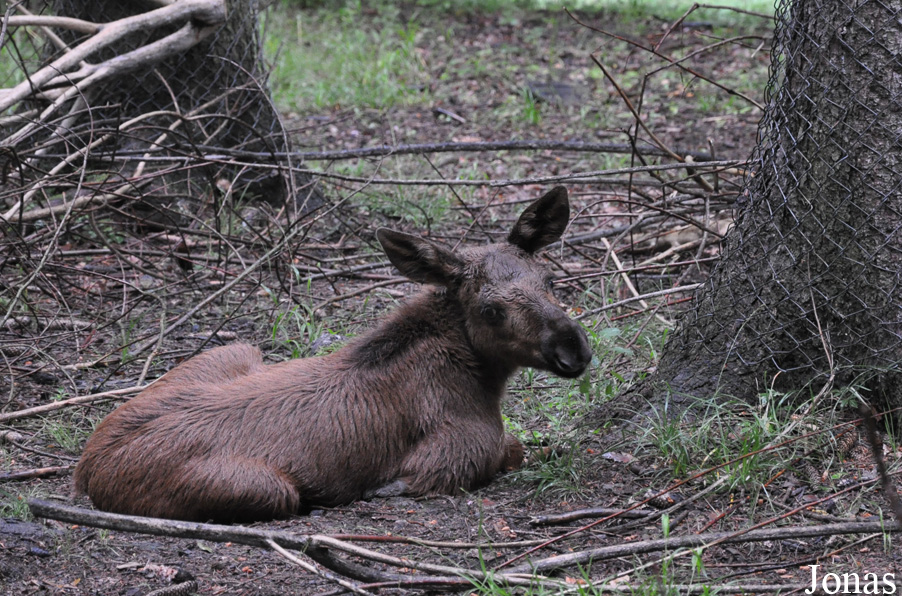 Alces alces