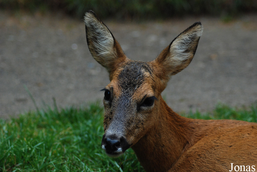 Capreolus capreolus