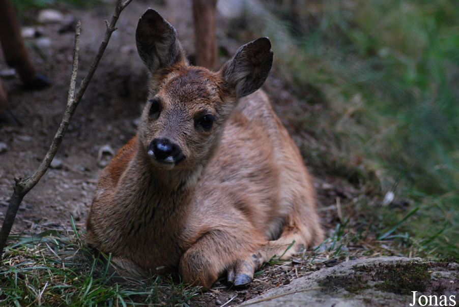 Capreolus capreolus