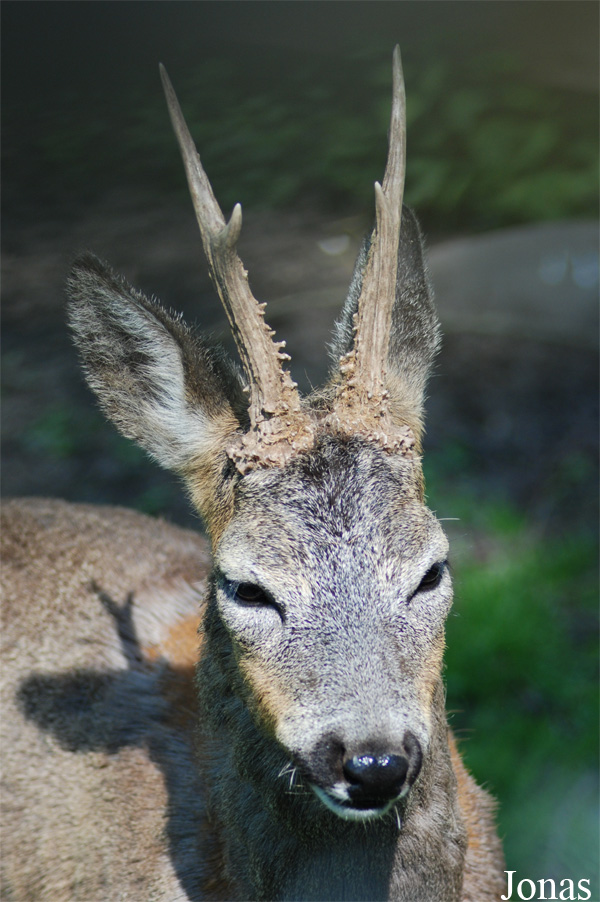 Capreolus capreolus