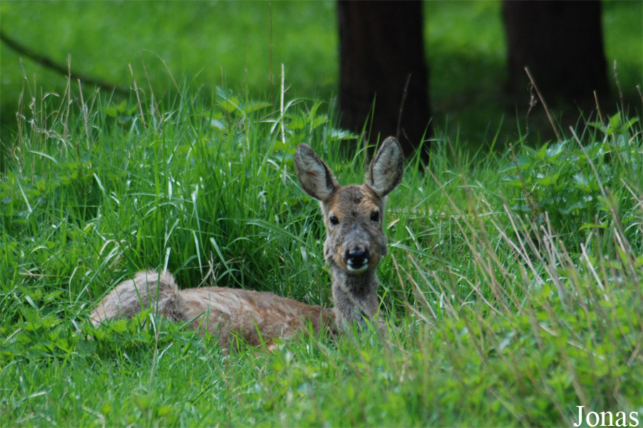 Capreolus capreolus