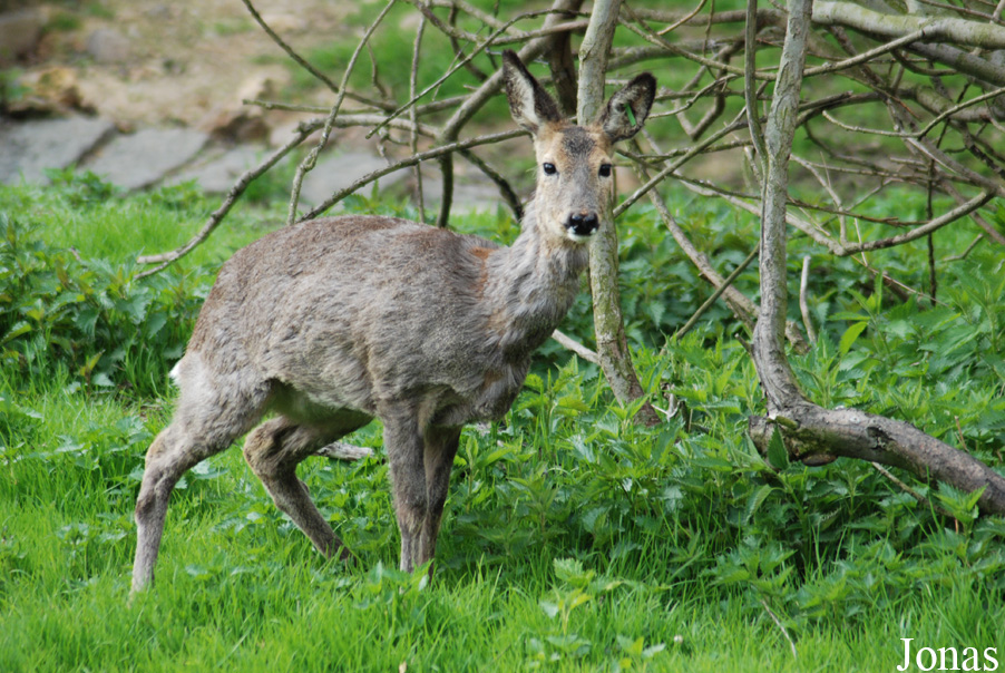 Capreolus capreolus