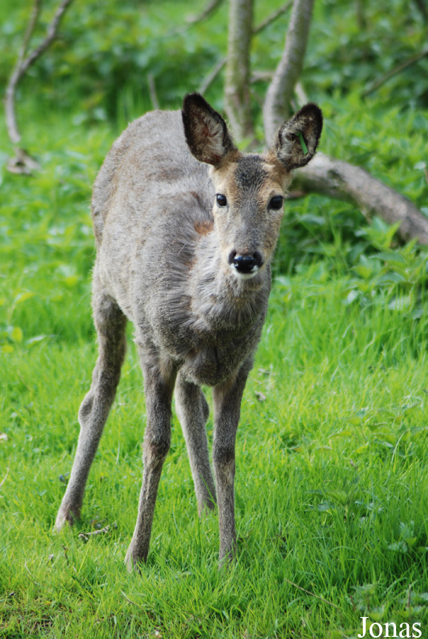 Capreolus capreolus