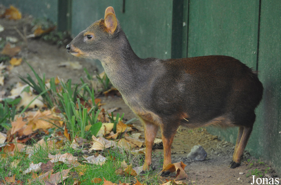 Pudu puda