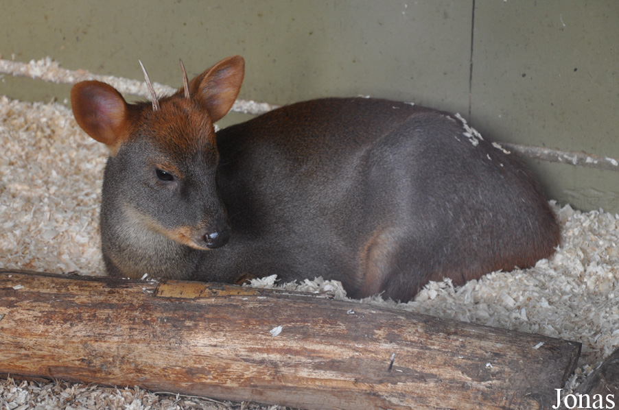 Pudu puda