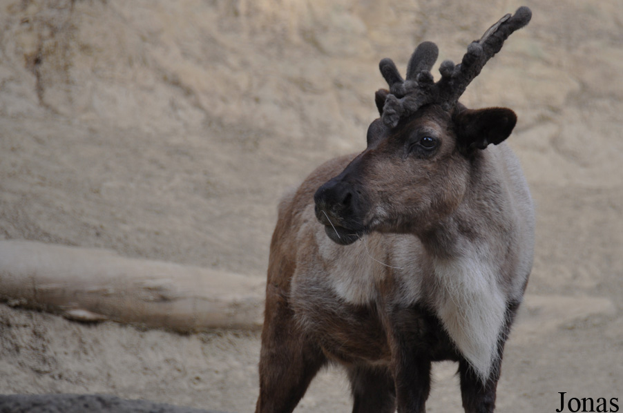 Rangifer tarandus sibiricus