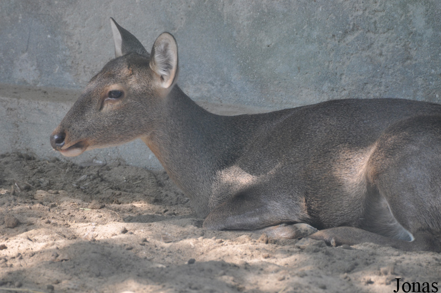 Axis porcinus