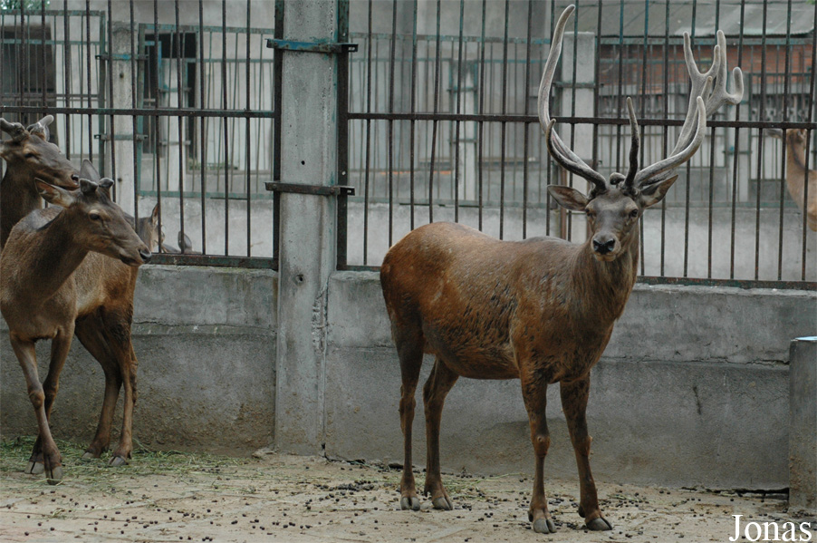 Cervus canadensis