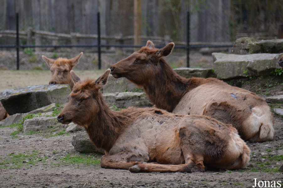 Cervus canadensis nelsoni