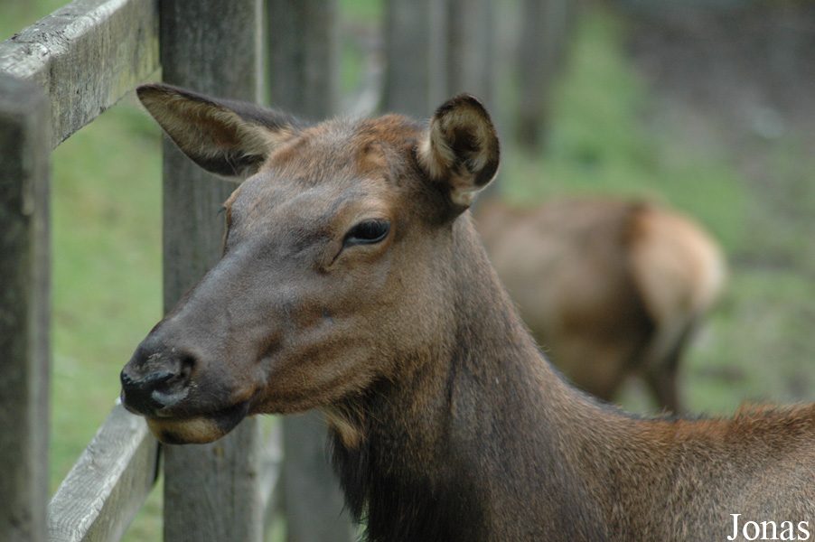 Cervus canadensis nelsoni