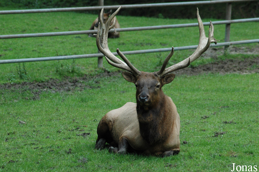 Cervus canadensis nelsoni