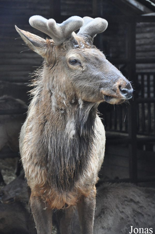 Cervus canadensis nelsoni