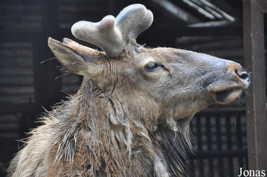 Cervus canadensis nelsoni