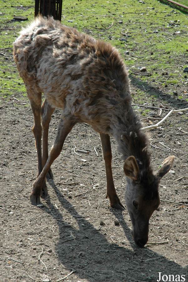 Cervus canadensis sibiricus