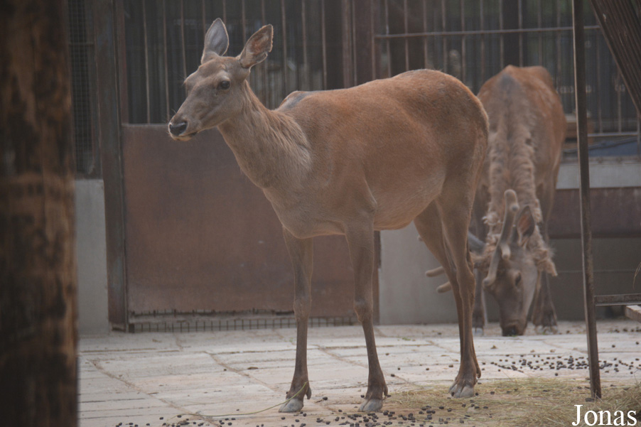 Cervus canadensis xanthopygus