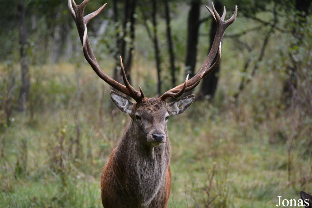 Cervus elaphus