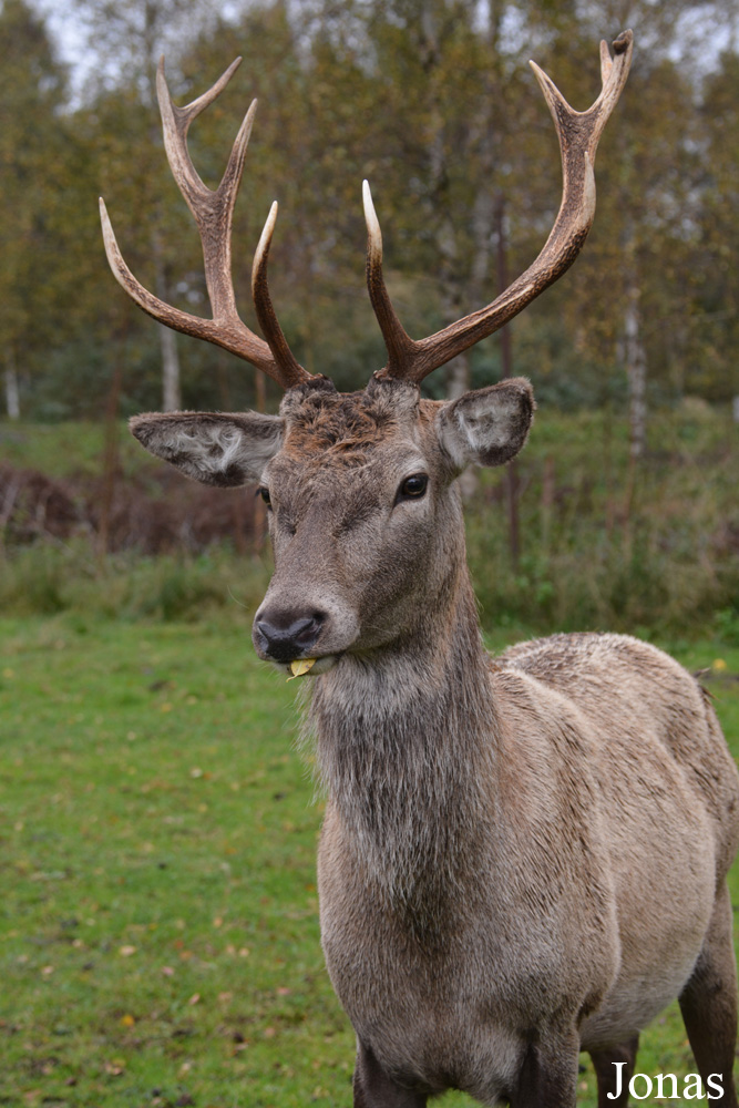 Cervus elaphus