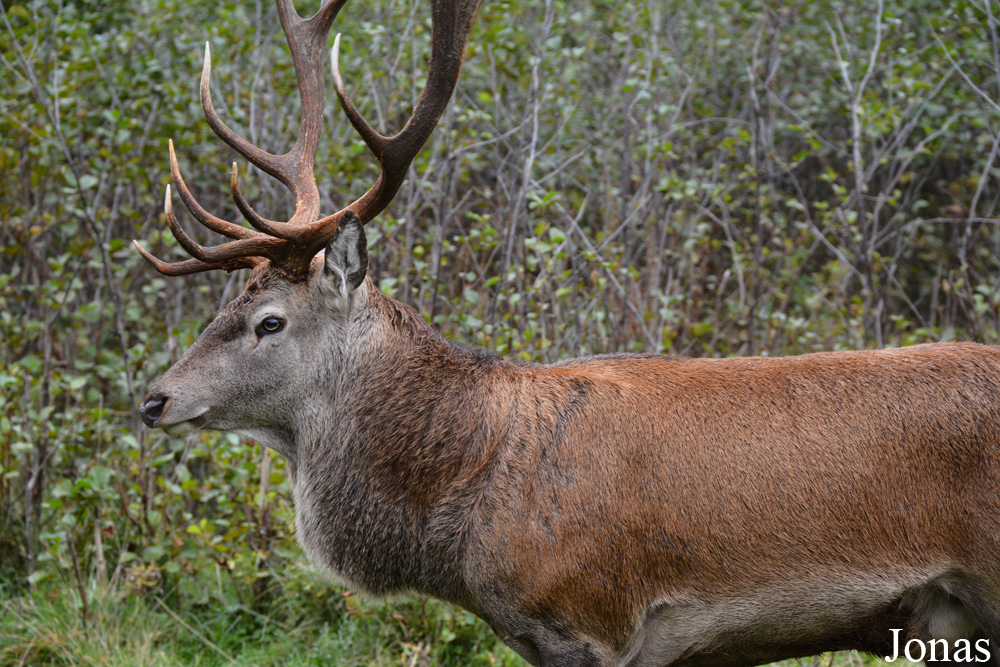 Cervus elaphus
