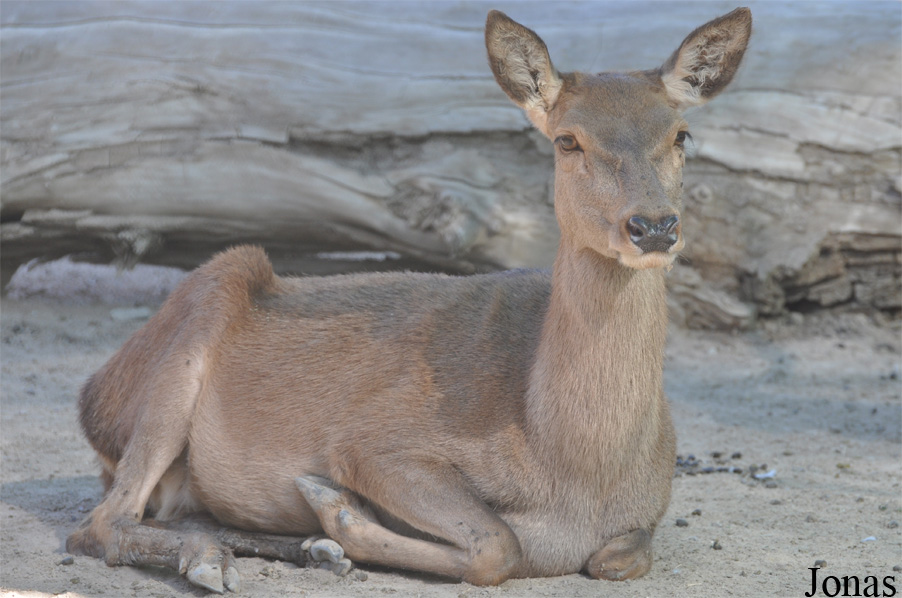 Cervus elaphus