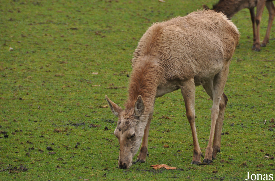 Cervus elaphus