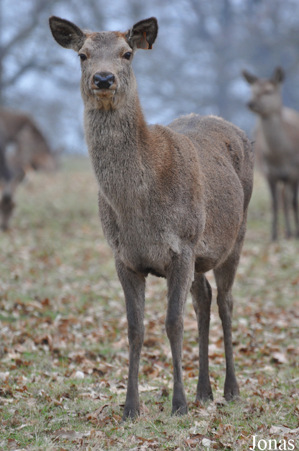 Cervus elaphus