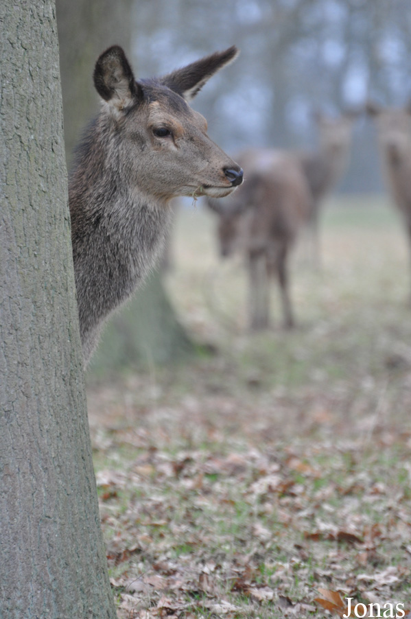 Cervus elaphus