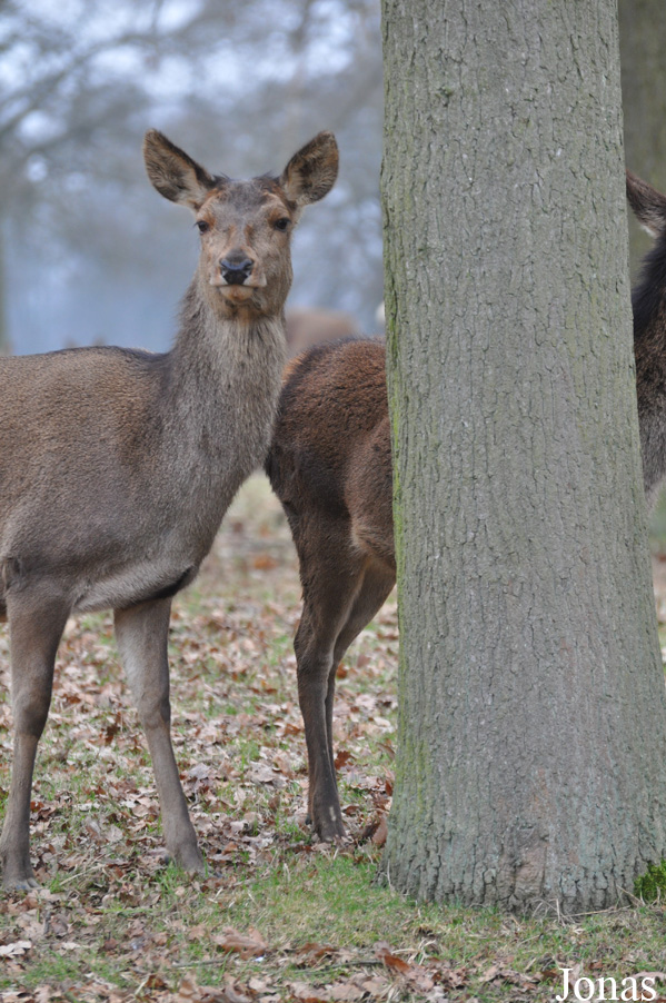 Cervus elaphus